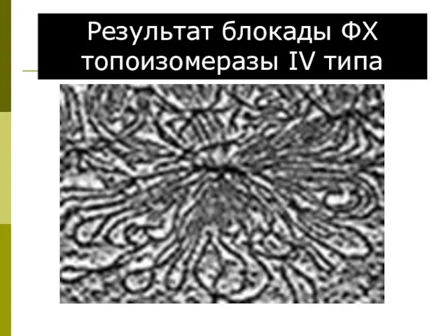 Результат блокады ФХ топоизомеразы IV типа