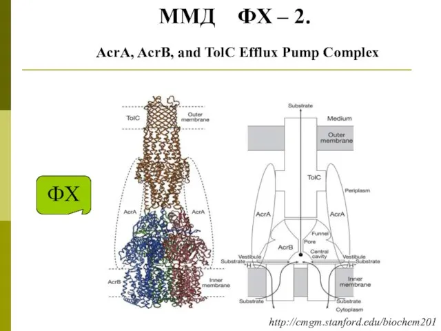 AcrA, AcrB, and TolC Efflux Pump Complex ФХ ММД ФХ – 2. http://cmgm.stanford.edu/biochem201