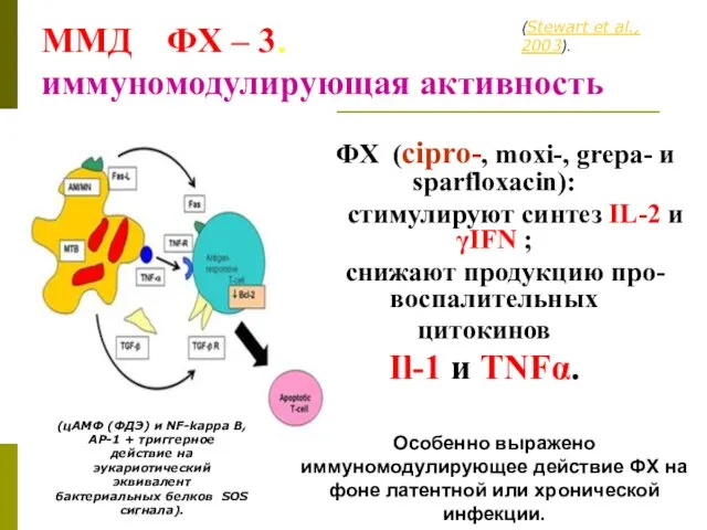 ФХ (cipro-, moxi-, grepa- и sparfloxacin): стимулируют синтез IL-2 и γIFN ;