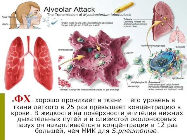 «ФХ - хорошо проникает в ткани – его уровень в ткани легкого