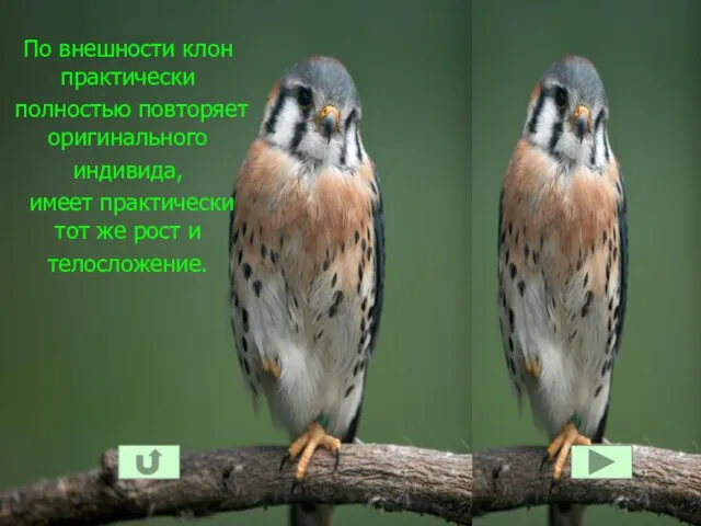 По внешности клон практически полностью повторяет оригинального индивида, имеет практически тот же