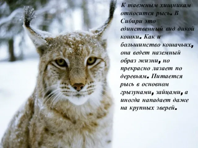 К таежным хищникам относится рысь. В Сибири это единственный вид дикой кошки.