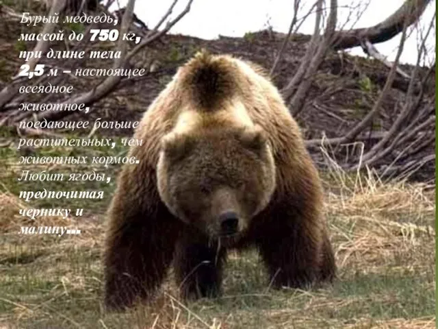 Бурый медведь, массой до 750 кг, при длине тела 2,5 м –