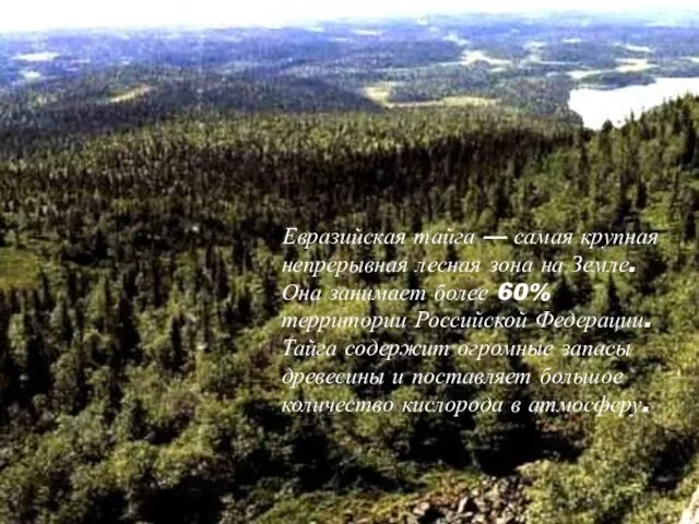 Евразийская тайга — самая крупная непрерывная лесная зона на Земле. Она занимает