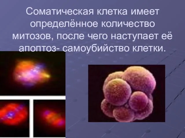 Соматическая клетка имеет определённое количество митозов, после чего наступает её апоптоз- самоубийство клетки.