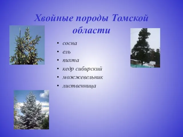 Хвойные породы Томской области сосна ель пихта кедр сибирский можжевельник лиственница