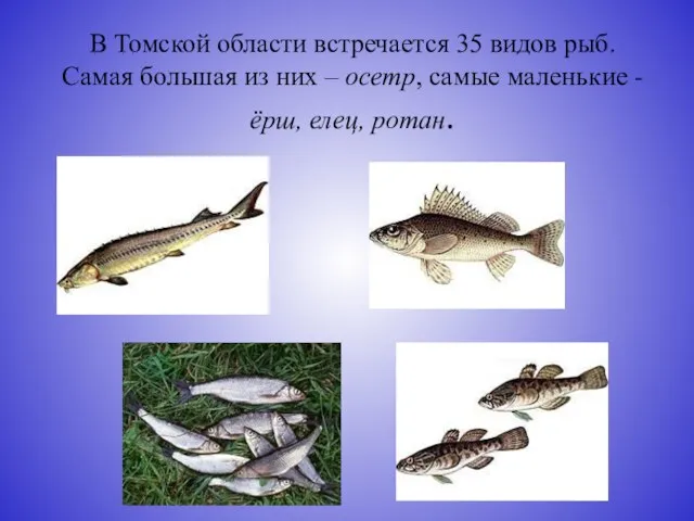 В Томской области встречается 35 видов рыб. Самая большая из них –