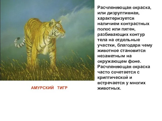 Расчленяющая окраска, или дизруптивная, характеризуется наличием контрастных полос или пятен, разбивающих контур