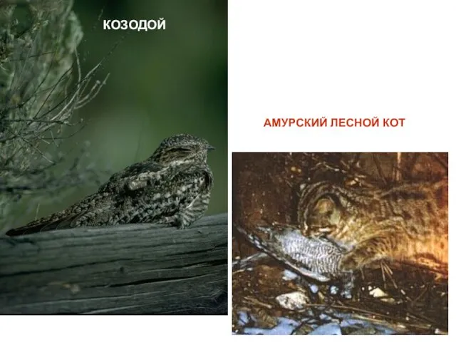 КОЗОДОЙ АМУРСКИЙ ЛЕСНОЙ КОТ