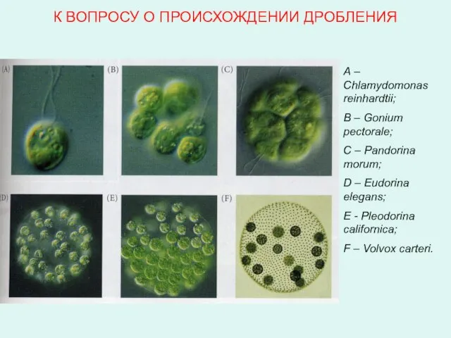 К ВОПРОСУ О ПРОИСХОЖДЕНИИ ДРОБЛЕНИЯ А – Chlamydomonas reinhardtii; B – Gonium