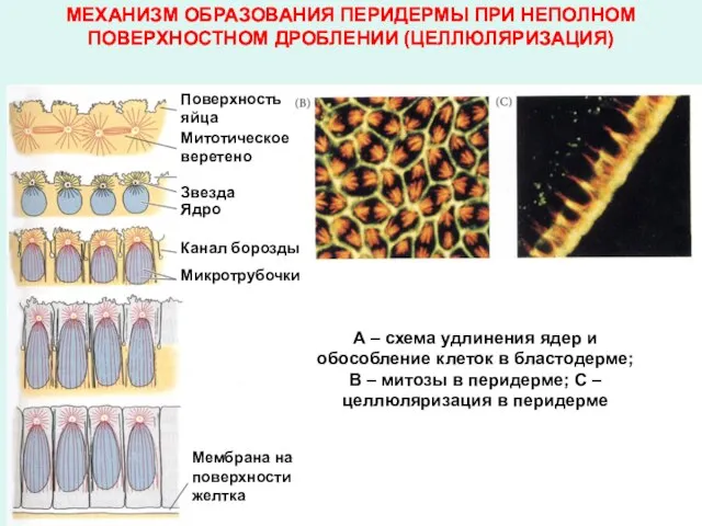 МЕХАНИЗМ ОБРАЗОВАНИЯ ПЕРИДЕРМЫ ПРИ НЕПОЛНОМ ПОВЕРХНОСТНОМ ДРОБЛЕНИИ (ЦЕЛЛЮЛЯРИЗАЦИЯ) (А) Поверхность яйца Митотическое