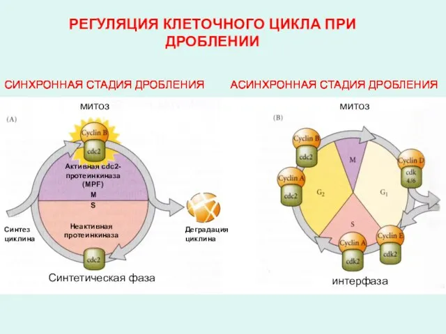 РЕГУЛЯЦИЯ КЛЕТОЧНОГО ЦИКЛА ПРИ ДРОБЛЕНИИ M S митоз Синтетическая фаза митоз интерфаза