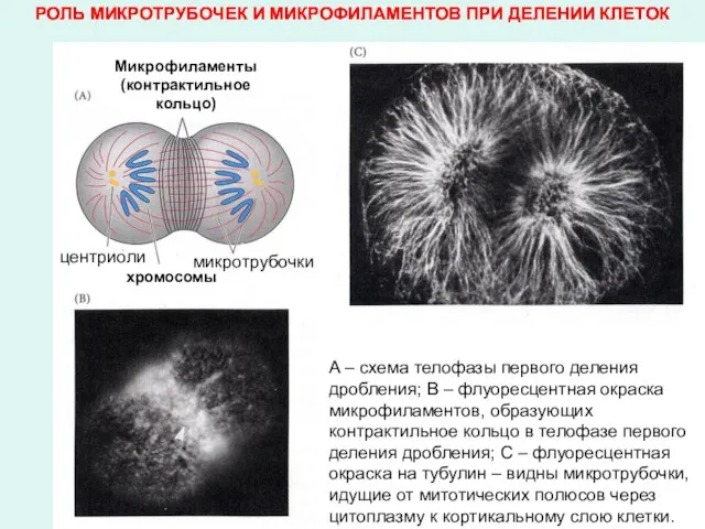 РОЛЬ МИКРОТРУБОЧЕК И МИКРОФИЛАМЕНТОВ ПРИ ДЕЛЕНИИ КЛЕТОК А – схема телофазы первого