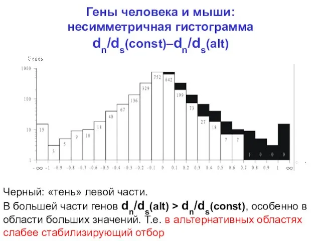 Гены человека и мыши: несимметричная гистограмма dn/ds(const)–dn/ds(alt) Черный: «тень» левой части. В