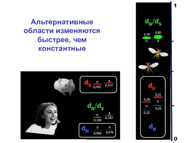 Альтернативные области изменяются быстрее, чем константные dN dN/dS dS dN/dS dS dN 1 0