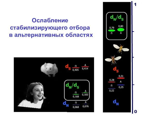 Ослабление стабилизирующего отбора в альтернативных областях dN/dS dN dS dN/dS dS dN 1 0