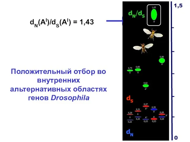 Положительный отбор во внутренних альтернативных областях генов Drosophila dN/dS dS dN dN(AI)/dS(AI) = 1,43 1,5 0