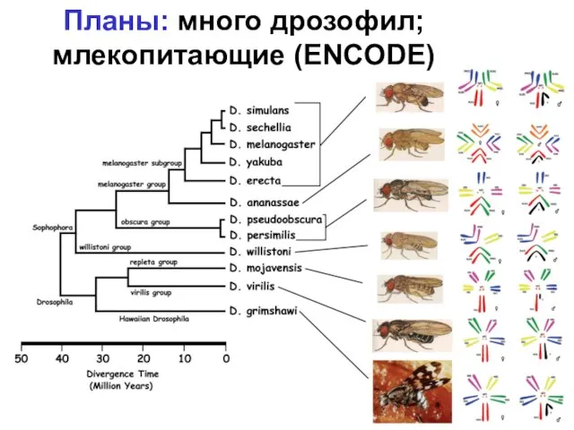 Планы: много дрозофил; млекопитающие (ENCODE)