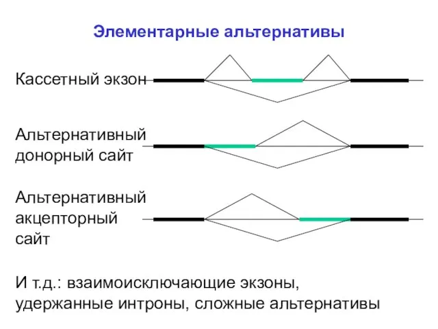 Элементарные альтернативы Кассетный экзон Альтернативный донорный сайт Альтернативный акцепторный сайт И т.д.: