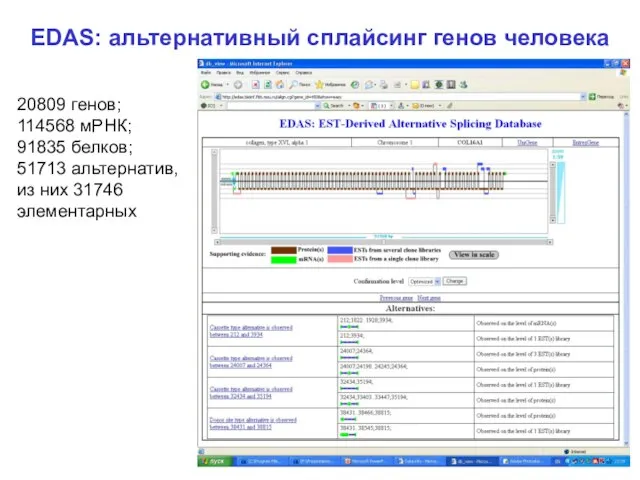 EDAS: альтернативный сплайсинг генов человека 20809 генов; 114568 мРНК; 91835 белков; 51713