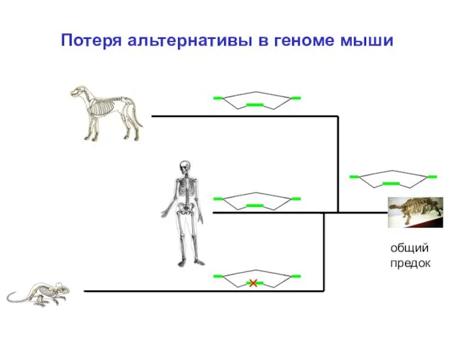 Потеря альтернативы в геноме мыши общий предок