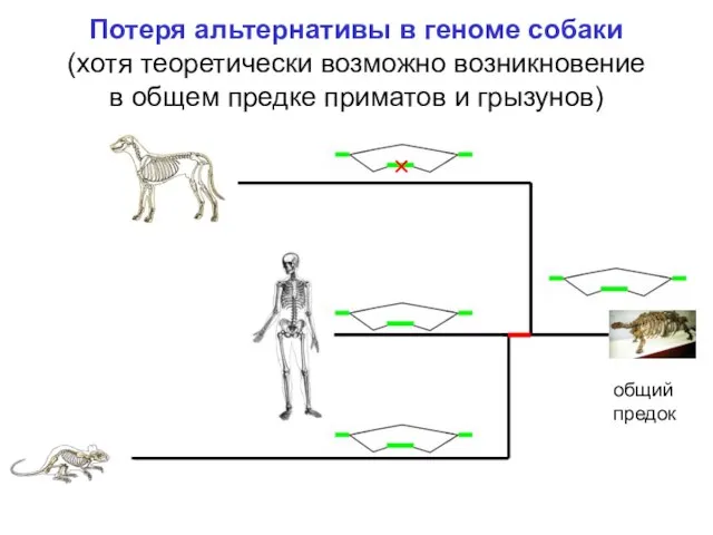 Потеря альтернативы в геноме собаки (хотя теоретически возможно возникновение в общем предке