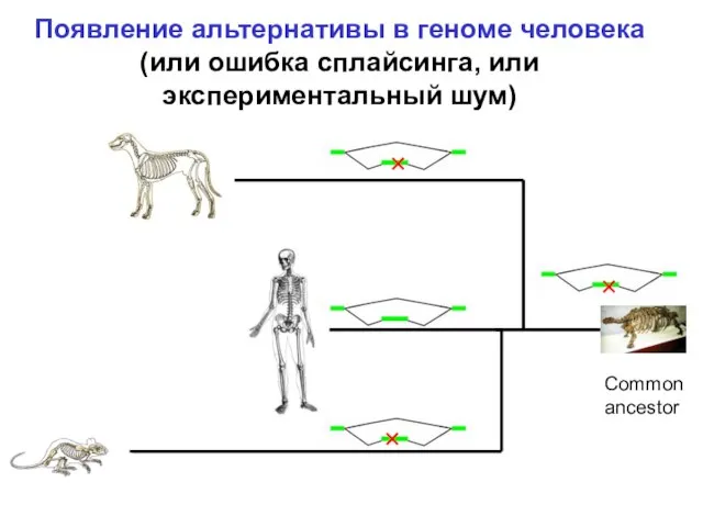 Появление альтернативы в геноме человека (или ошибка сплайсинга, или экспериментальный шум) Common ancestor