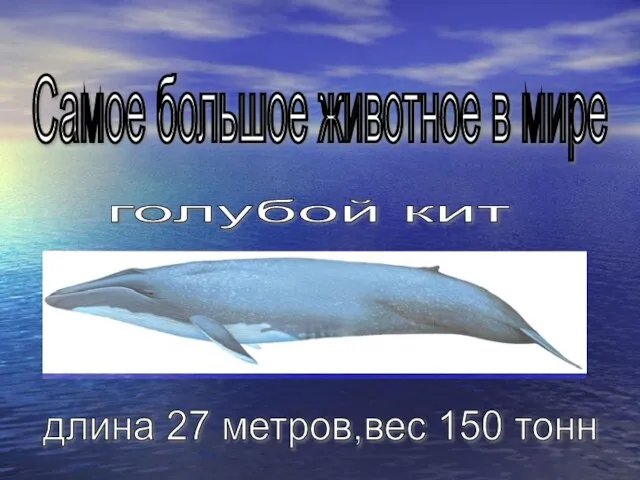 Самое большое животное в мире длина 27 метров,вес 150 тонн голубой кит