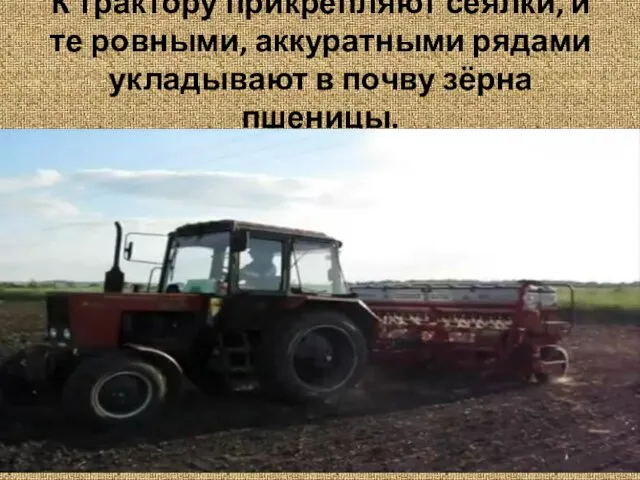 К трактору прикрепляют сеялки, и те ровными, аккуратными рядами укладывают в почву зёрна пшеницы.