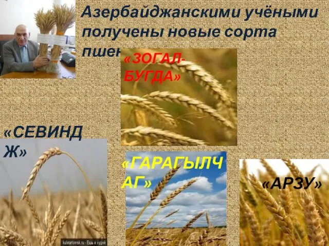 Азербайджанскими учёными получены новые сорта пшеницы. «АРЗУ» «СЕВИНДЖ» «ГАРАГЫЛЧАГ» «ЗОГАЛ-БУГДА»