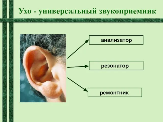 Ухо - универсальный звукоприемник анализатор резонатор ремонтник