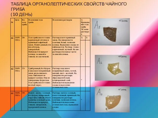 ТАБЛИЦА ОРГАНОЛЕПТИЧЕСКИХ СВОЙСТВ ЧАЙНОГО ГРИБА ( 10 ДЕНЬ)