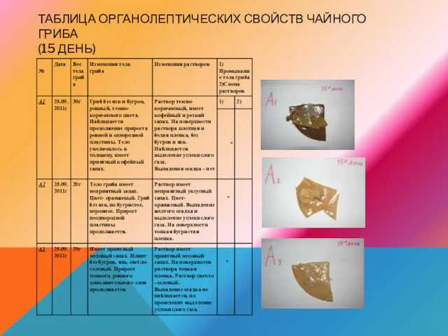 ТАБЛИЦА ОРГАНОЛЕПТИЧЕСКИХ СВОЙСТВ ЧАЙНОГО ГРИБА (15 ДЕНЬ)