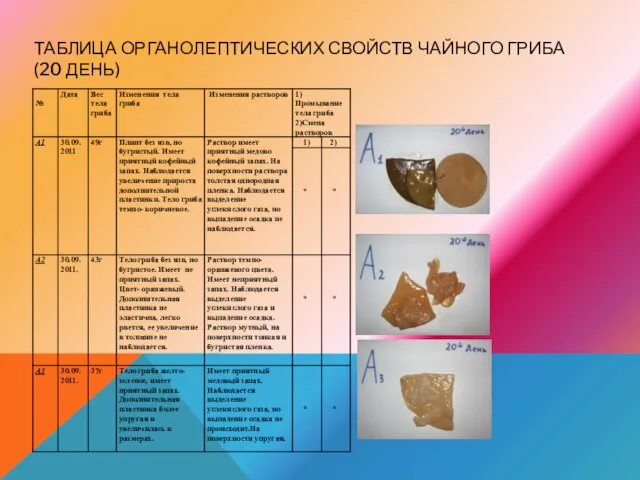 ТАБЛИЦА ОРГАНОЛЕПТИЧЕСКИХ СВОЙСТВ ЧАЙНОГО ГРИБА (20 ДЕНЬ)