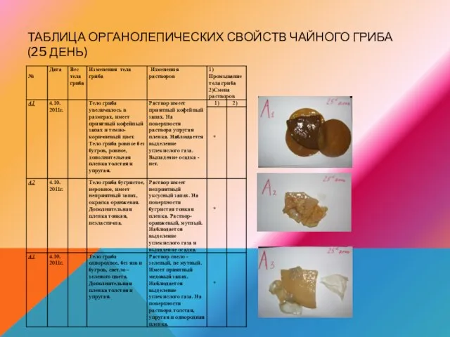 ТАБЛИЦА ОРГАНОЛЕПИЧЕСКИХ СВОЙСТВ ЧАЙНОГО ГРИБА (25 ДЕНЬ)