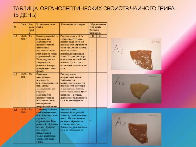 ТАБЛИЦА ОРГАНОЛЕПТИЧЕСКИХ СВОЙСТВ ЧАЙНОГО ГРИБА (5 ДЕНЬ)