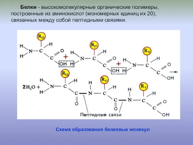 Белки - высокомолекулярные органические полимеры, построенные из аминокислот (мономерных единиц их 20),