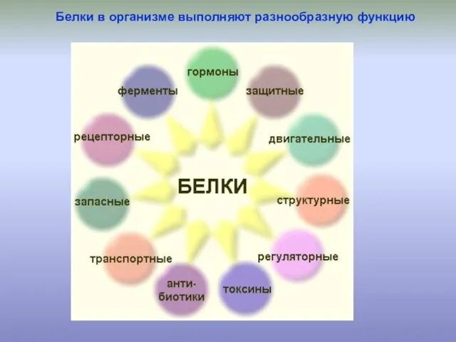 Белки в организме выполняют разнообразную функцию