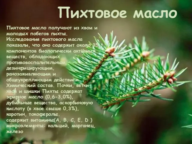 Пихтовое масло Пихтовое масло получают из хвои и молодых побегов пихты. Исследования