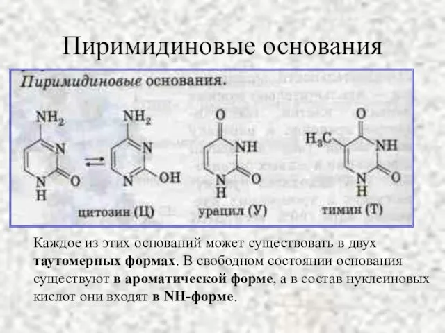 Пиримидиновые основания Каждое из этих оснований может существовать в двух таутомерных формах.