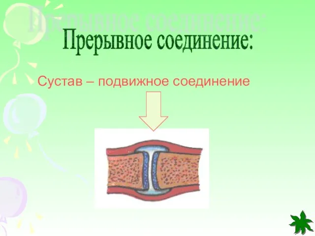 Прерывное соединение: Сустав – подвижное соединение