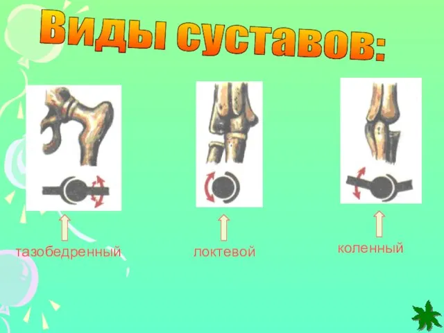 Виды суставов: тазобедренный локтевой коленный