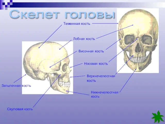 Теменная кость Лобная кость Височная кость Носовая кость Верхнечелюстная кость Нижнечелюстная кость