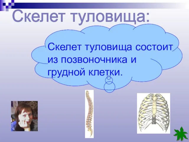 Скелет туловища: Скелет туловища состоит из позвоночника и грудной клетки.