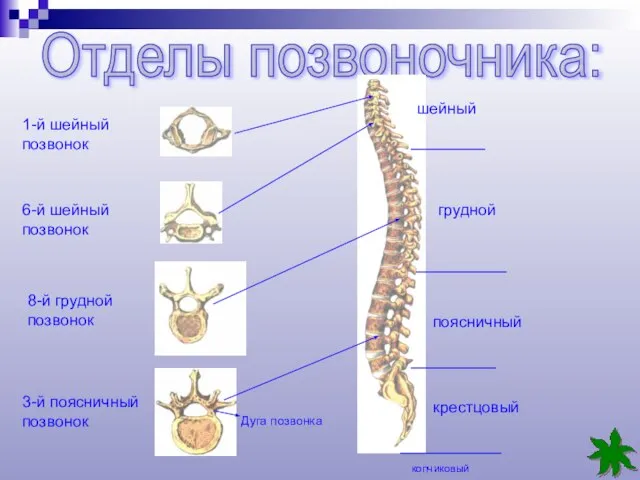Отделы позвоночника: шейный грудной поясничный крестцовый копчиковый 1-й шейный позвонок 6-й шейный