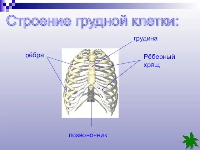 Строение грудной клетки: грудина Рёберный хрящ рёбра позвоночник