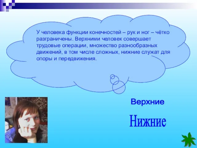 У человека функции конечностей – рук и ног – чётко разграничены. Верхними