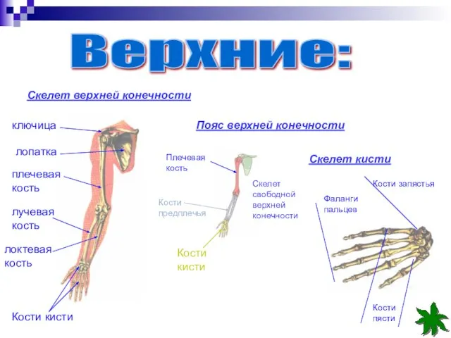 Верхние: Скелет верхней конечности Пояс верхней конечности Скелет кисти ключица лопатка плечевая