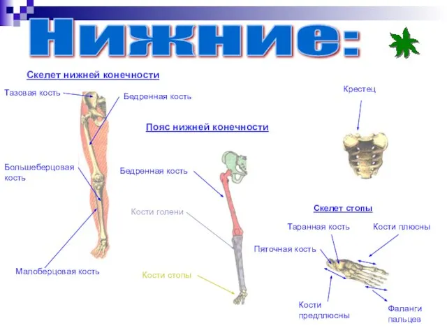 Нижние: Скелет нижней конечности Тазовая кость Бедренная кость Большеберцовая кость Малоберцовая кость