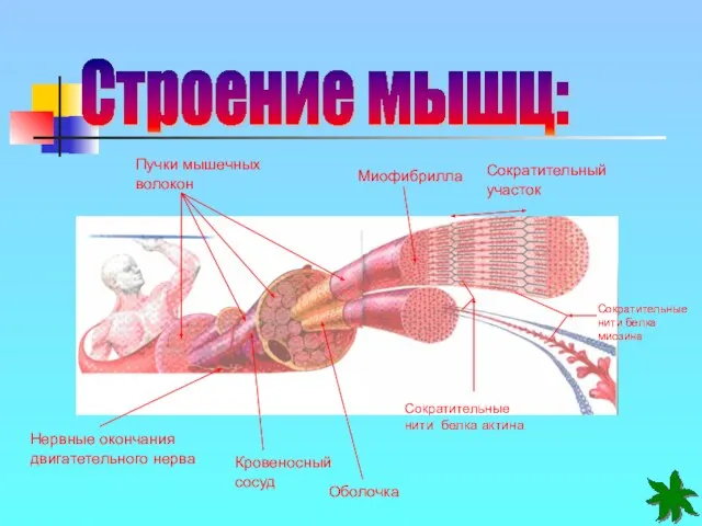 Строение мышц: Пучки мышечных волокон Нервные окончания двигатетельного нерва Кровеносный сосуд Оболочка